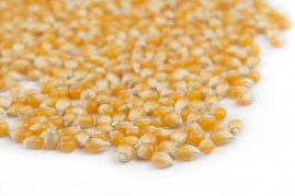 Popcorn Seeds